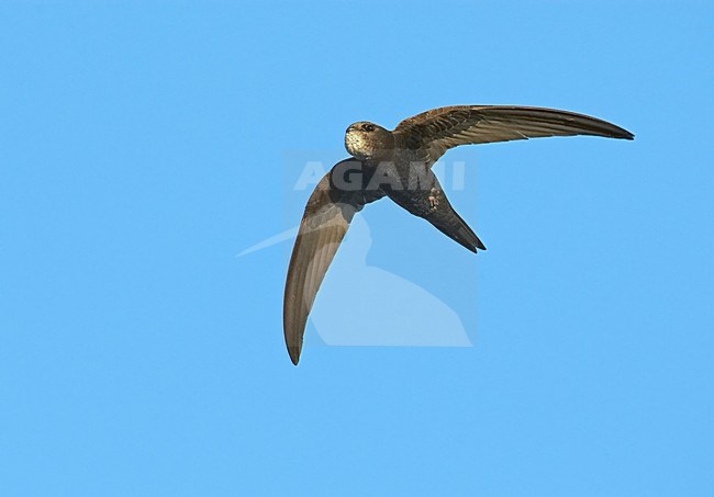 Gierzwaluw vliegend; Common Swift flying stock-image by Agami/Markus Varesvuo,