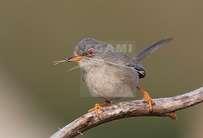 Balearic Warbler - BalearengrasmÃ¼cke - Sylvia balearica, Mallorca, adult female stock-image by Agami/Ralph Martin,