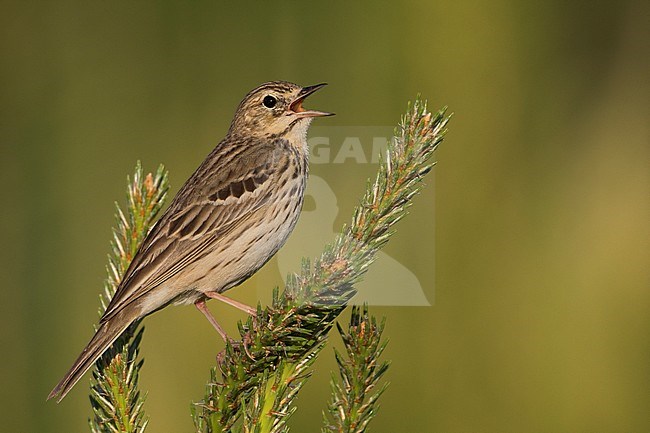 Tree Pipit - Baumpieper - Anthus trivialis ssp. trivialis, Russia stock-image by Agami/Ralph Martin,