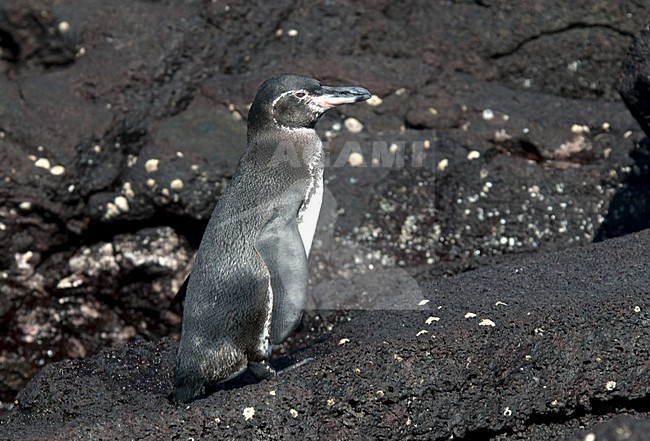 Galapagospinguin staand op rotsen; Galapagos Penguin perched on rocks stock-image by Agami/Roy de Haas,