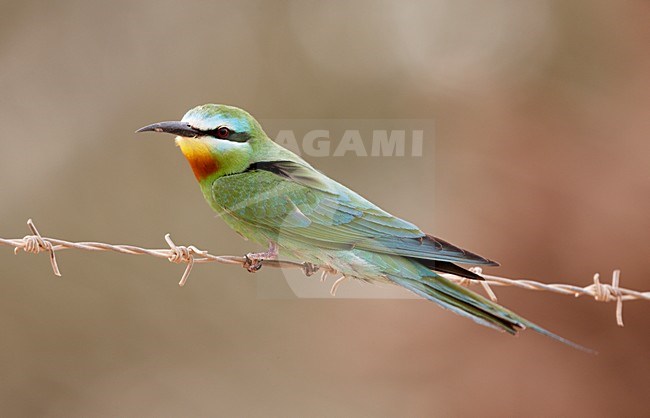 Groene Bijeneter in zit; Blue-cheeked Bee-eater perched stock-image by Agami/Markus Varesvuo,