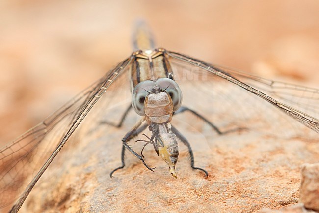 Imago Epaulet oeverlibel; Adult Epaulet Skimmer; stock-image by Agami/Fazal Sardar,