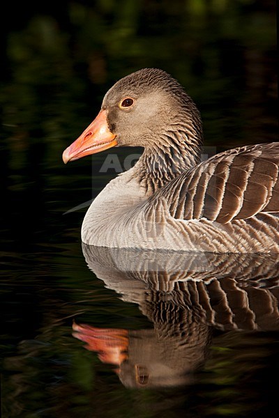 Grauwe Gans, Greylag Goose, Anser anser stock-image by Agami/Marc Guyt,