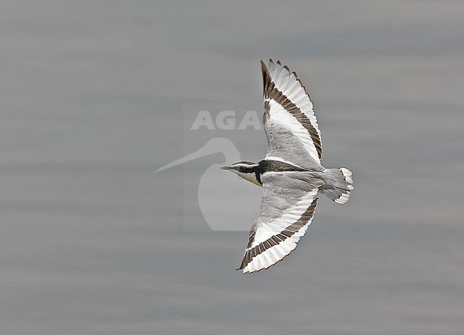 Egyptian Plover (Pluvianus aegyptius) in Angola. stock-image by Agami/Pete Morris,