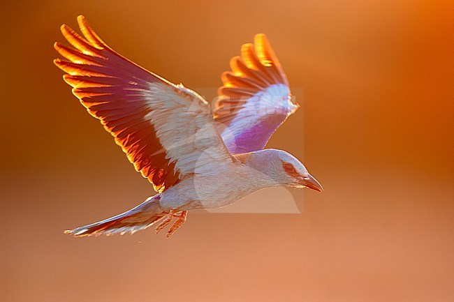 European Roller (Coracias garrulus), adult female in flight backlit, Campania, Italy stock-image by Agami/Saverio Gatto,