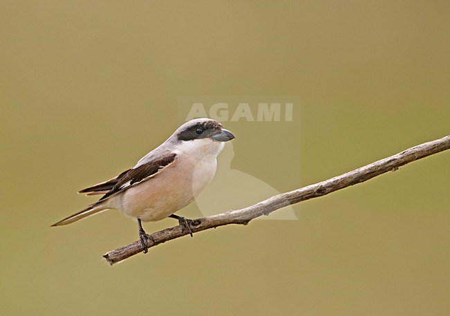 Lesser Grey Shrike adult perched; Kleine Klapekster volwassen zittend stock-image by Agami/Markus Varesvuo,