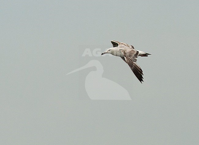 First-summer Caspian Gull (Larus cachinnans) in flight in the Netherlands showing upper wing. stock-image by Agami/Edwin Winkel,