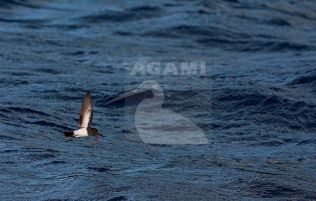 Gough Black-bellied Storm-Petrel (Fregetta tropica melanoleuca) in the Southern Atlantic Ocean, around the Tristan da Cunha and Gough islands. Also called White-bellied Black-bellied Storm Petrel. stock-image by Agami/Marc Guyt,