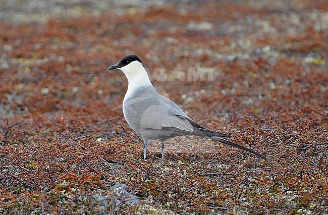 Long-tailed Skua (Stercorarius longicaudus) at the tundra breeding grounds in northern Norway stock-image by Agami/Eduard Sangster,