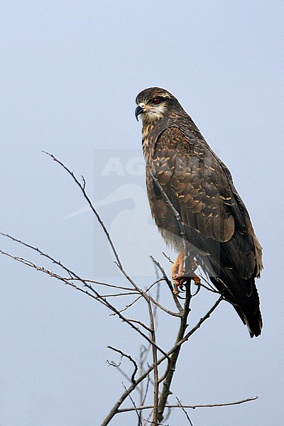 Adult Female
Osceola Co., FL
February 2006 stock-image by Agami/Brian E Small,