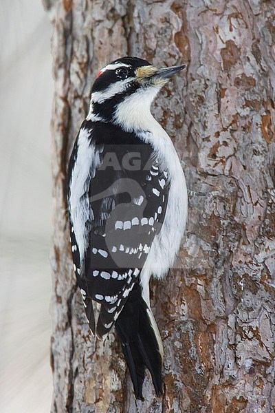 Adult male
St. Louis Co., MN
January 2005 stock-image by Agami/Brian E Small,