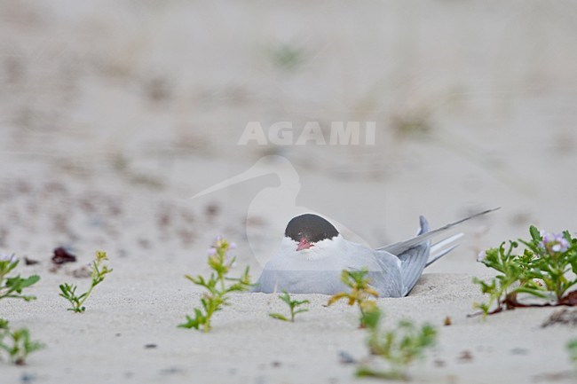 Noordse Stern op het nest; Breeding Arctic tern stock-image by Agami/Arnold Meijer,