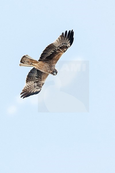 Dark phase Booted Eagle (Hieraaetus pennatus) on migration over Eilat Mountains, Eilat, Israel stock-image by Agami/Marc Guyt,