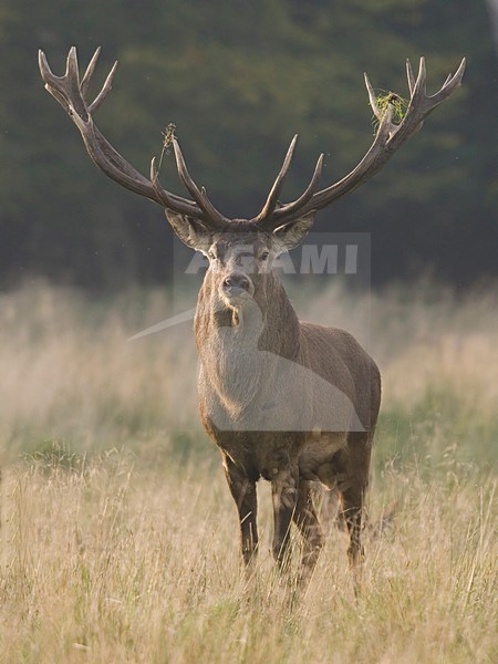 Red Deer male; Edelhert man stock-image by Agami/Han Bouwmeester,