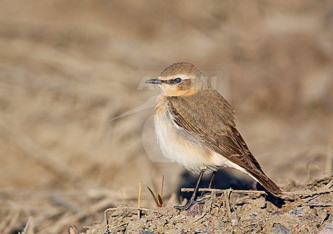Vrouwtje Tapuit; Female Northern Wheatear stock-image by Agami/Markus Varesvuo,