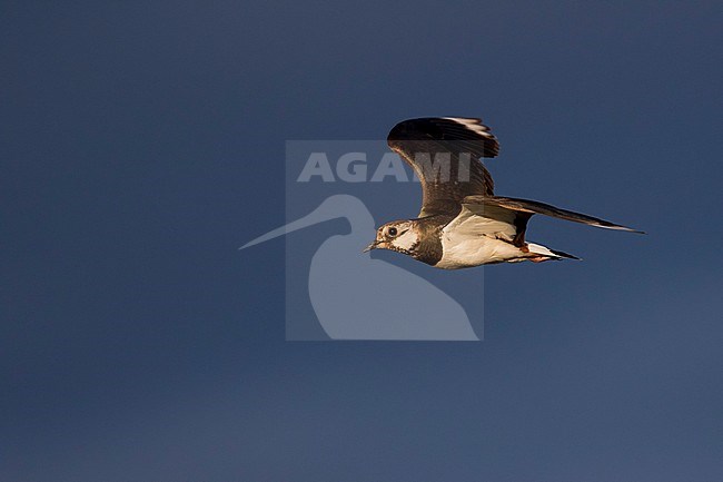 Northern Lapwing - Kiebitz - Vanellus vanellus, Russia (Baikal), adult stock-image by Agami/Ralph Martin,