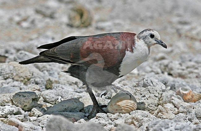 Foeragerende Tahitiaanse Patrijsduif, Polynesian Ground-Dove foraging stock-image by Agami/Pete Morris,