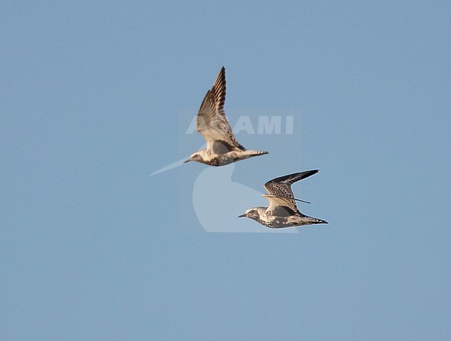 Two adult Grey Plovers (Pluvialis squatarola) in flight during late summer in the Netherlands. Also known as Black-bellied Plover. stock-image by Agami/Edwin Winkel,