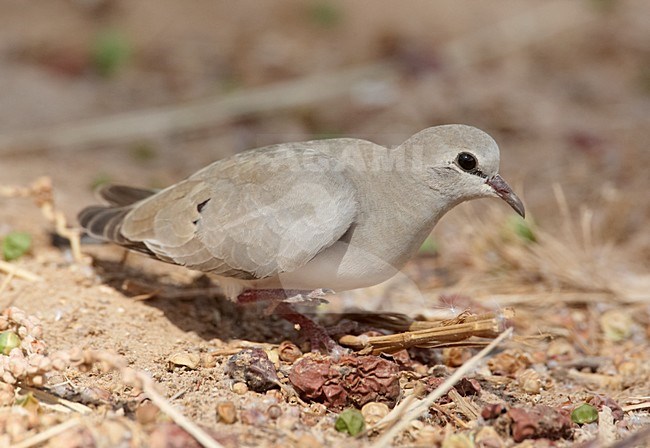 Vrouwtje Maskerduif; Female Namaqua Dove stock-image by Agami/Markus Varesvuo,