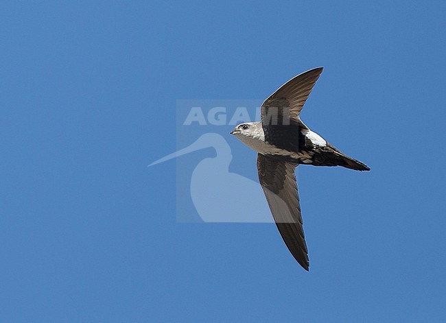 Adult White-throated Swift (Aeronautes saxatalis)
Riverside Co., California, USA
November 2016 stock-image by Agami/Brian E Small,