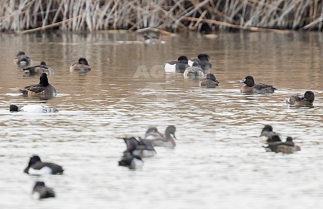 Hybrid Common Pochard x Tufted Duck (Aythya ferina x A. fuligula), Germany, adult female swimming between other ducks. stock-image by Agami/Ralph Martin,