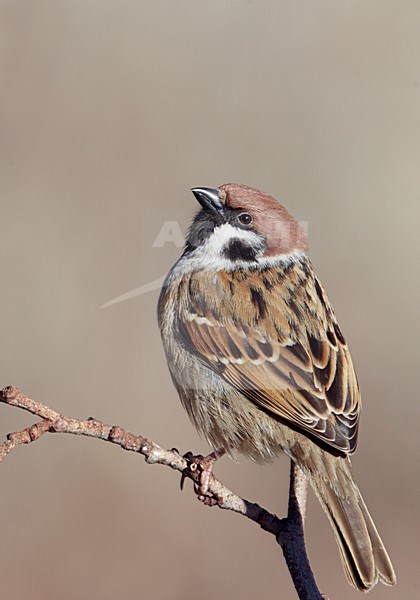 Ringmus op takje; Tree Sparrow perched on a branch stock-image by Agami/Markus Varesvuo,