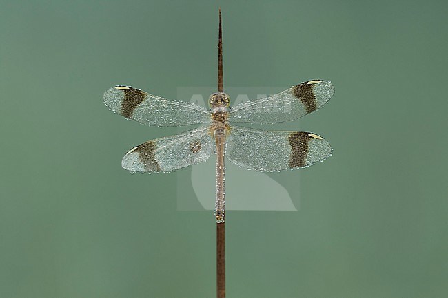 Bandheidelibel vrouw in dauw; Bandeddarter female with dew; stock-image by Agami/Walter Soestbergen,