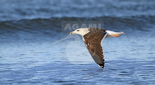 Onvolwassen Grote Mantelmeeuw in vlucht, Immature Great Black-backed Gull in flight stock-image by Agami/Karel Mauer,