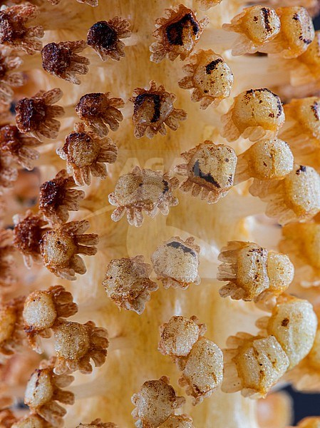 Spore-bearing strobilus of the Great Horsetail stock-image by Agami/Wil Leurs,