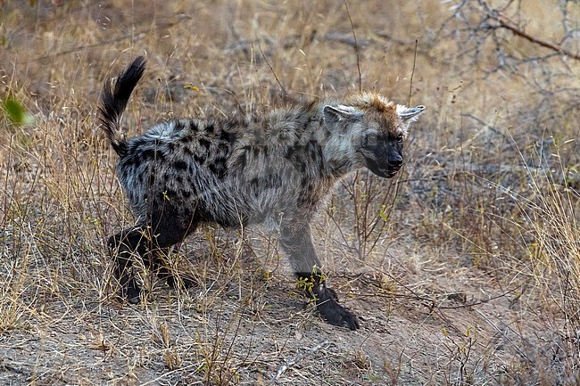 Spotted Hyena, mother & cub in Kruger NP, South Africa stock-image by Agami/Vincent Legrand,