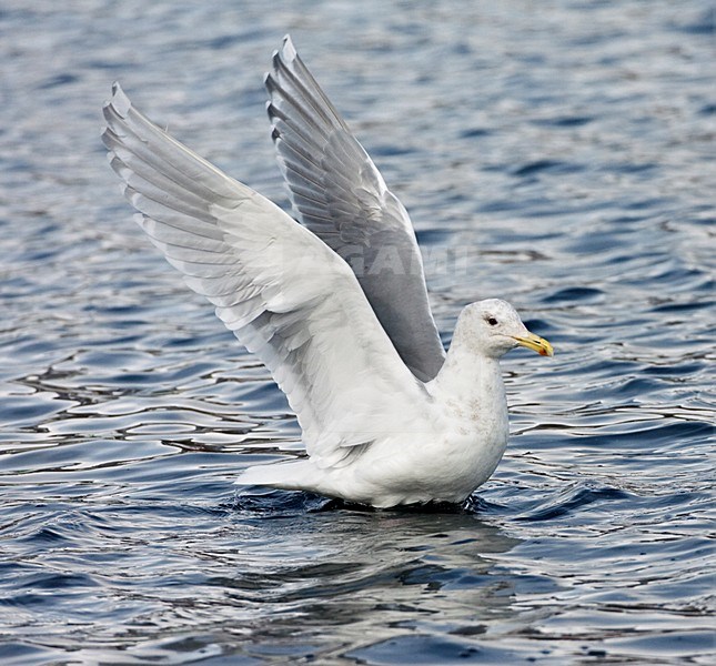  Adult Glaucous-winged Gull (larus glaucescens) sitting on the surface of sea water in Japan. stock-image by Agami/Marc Guyt,