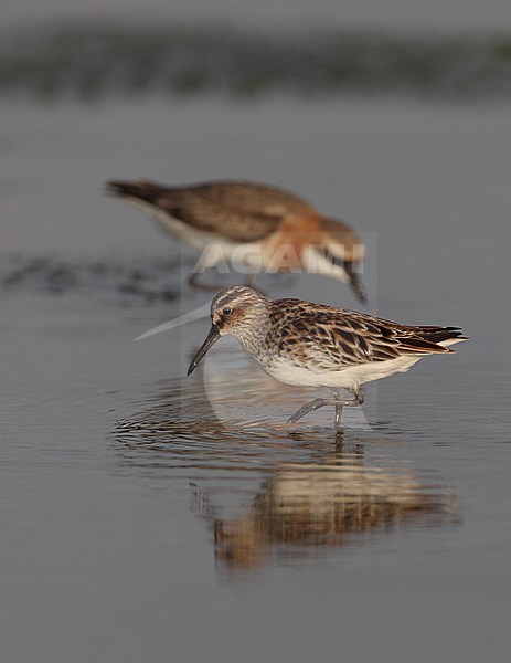 Eastern Broad-billed Sandpiper (Limicola falcinellus sibirica) in summer plumage at Khok Kham in Thailand. Lesser Sand Plover in background. stock-image by Agami/Helge Sorensen,