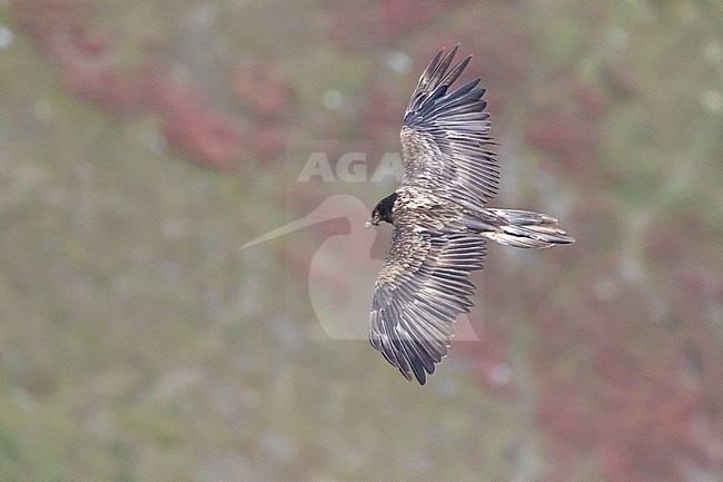 Bearded Vulture (Gypaetus barbatus), juvenile in flight seen from above, Trentino-Alto Adige, Italy stock-image by Agami/Saverio Gatto,