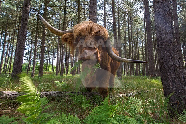 Schotse Hooglander in waterwingebied, Highland Cattle at water catchment area stock-image by Agami/Wil Leurs,