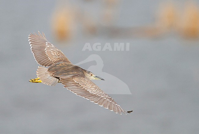 Black-crowned Night-heron - Nachtreiher - Nycticorax nycticorax ssp. nycticorax, Hungary, 2nd cy in flight stock-image by Agami/Ralph Martin,