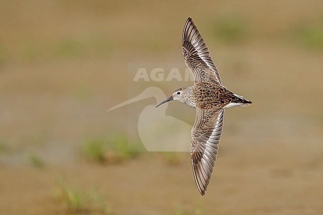 Adult breeding
Galveston Co., TX
May 2023 stock-image by Agami/Brian E Small,