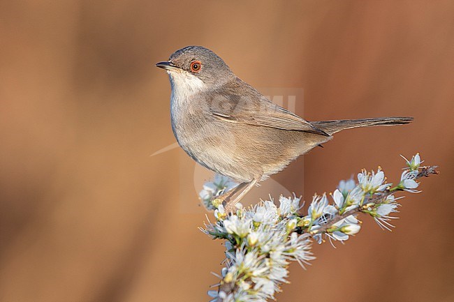 Sardinian Warbler (Sylvia melanocephala), side view of an adult female perched on a Blackthorn branch, Campania, Italy stock-image by Agami/Saverio Gatto,