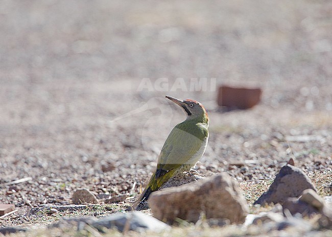 Levaillant's Woodpecker, Levaillants Specht, Picus vaillantii stock-image by Agami/Arie Ouwerkerk,