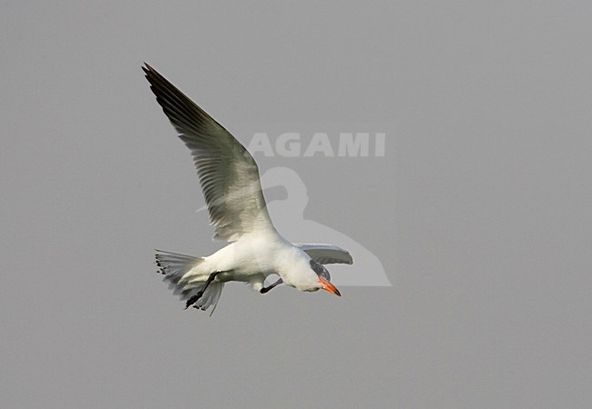 Reuzenstern in de vlucht; Caspian Tern in flight stock-image by Agami/Arie Ouwerkerk,