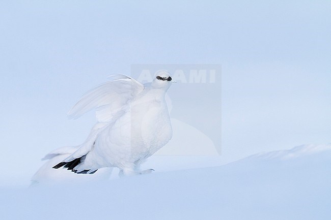 Adult male, in winter plumage, Alps Rock Ptarmigan (Lagopus muta helvetica) in Alp mountains in Germany. stock-image by Agami/Ralph Martin,