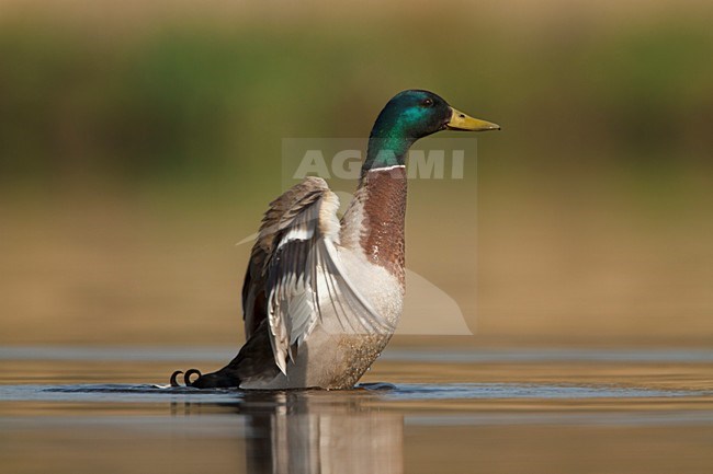 Eend slaat zijn vleugels droog; mallard getting rid of water drops on wings; Stockente; Anas platyrhynchos stock-image by Agami/Walter Soestbergen,