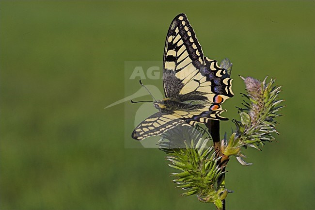 Koninginnepage, Swallowtail stock-image by Agami/Menno van Duijn,