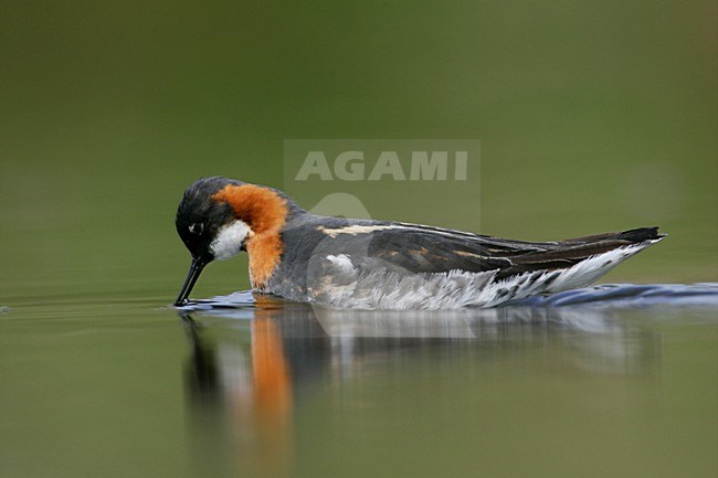 Grauwe Franjepoot zwemmend;  Red-necked Phalarope swimming stock-image by Agami/Menno van Duijn,