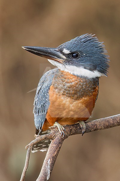 Ringed Kingfisher (Megaceryle torquata) perched on a branch in the Pantanal of Brazil. stock-image by Agami/Glenn Bartley,