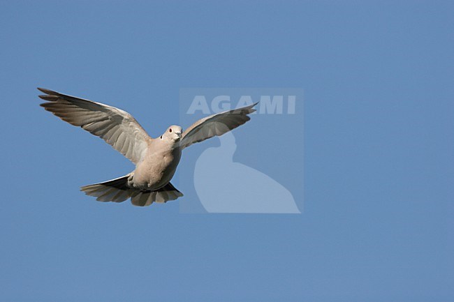 Turkse Tortel in vlucht; flightshot of Eurasian Collared Dove stock-image by Agami/Ran Schols,