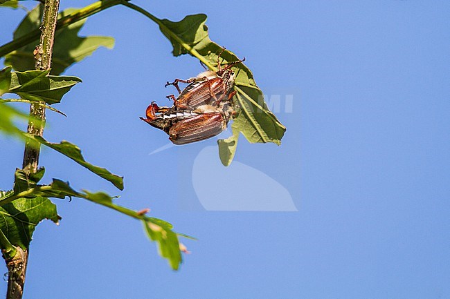 Meikever, Cockchafer, Melolontha melolontha copulation and males looking for partner on oak tree stock-image by Agami/Menno van Duijn,