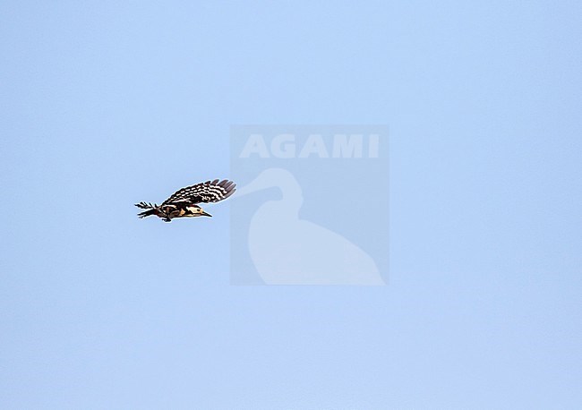 Sind Woodpecker (Dendrocopos assimilis) in Iran. stock-image by Agami/Pete Morris,