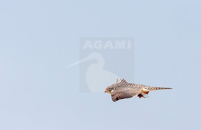 Second calendar-year female Amur Falcon migrating over Happy Island, China, during spring migration. stock-image by Agami/Marc Guyt,