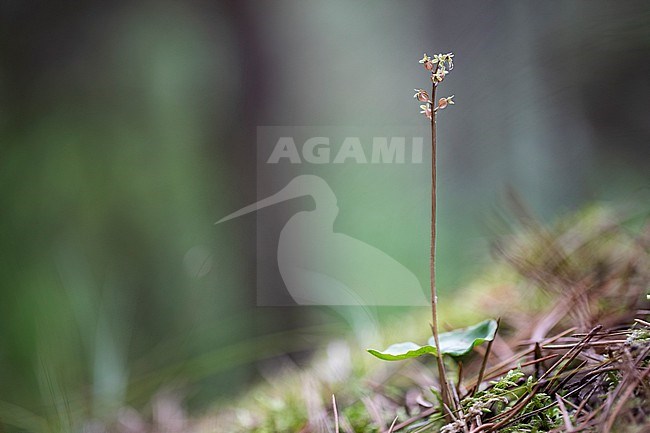 Lesser Twayblade, Neottia cordata stock-image by Agami/Wil Leurs,