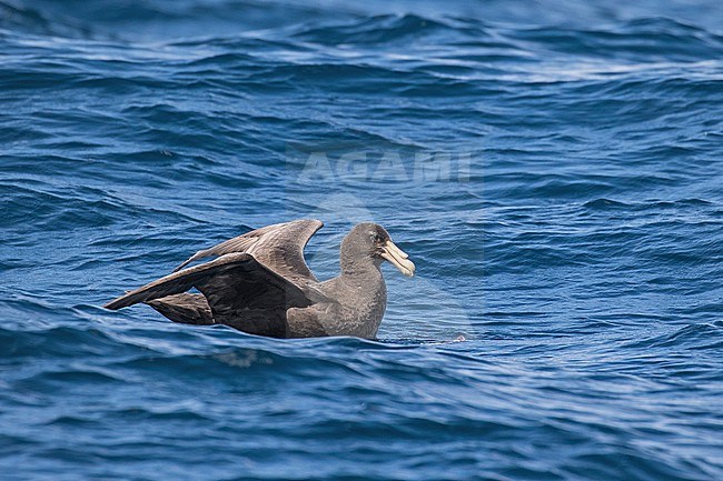 Southern Giant-Petrel, Macronectes giganteus,in South Africa. Swimming at sea. stock-image by Agami/Pete Morris,